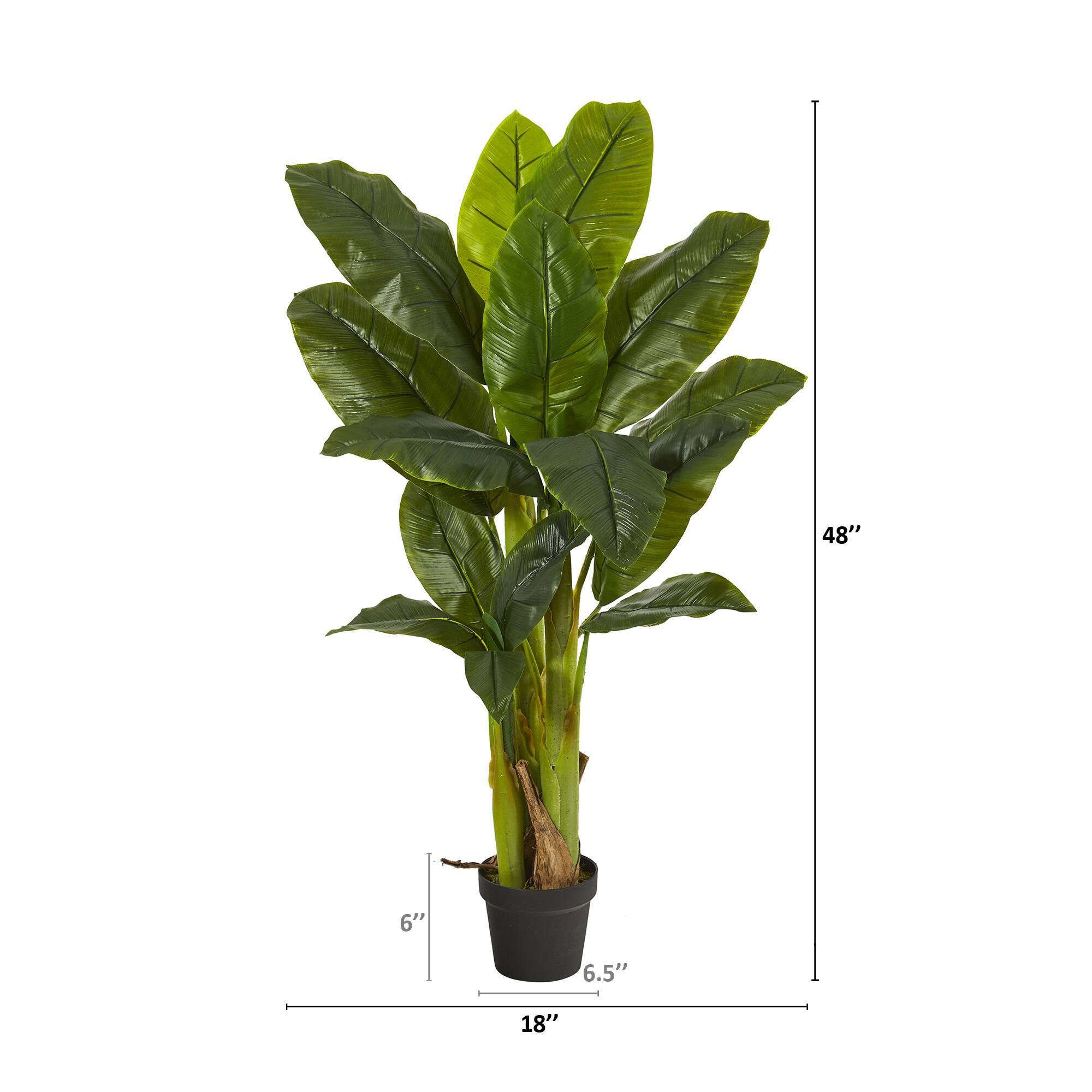 4ft. Potted Triple Stalk Banana Tree